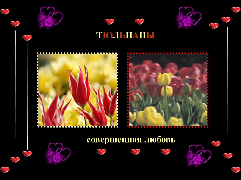 ТЮЛЬПАНЫ совершенная любовь